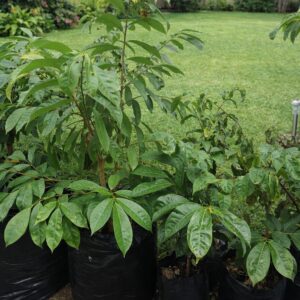 SOURSOP TREES