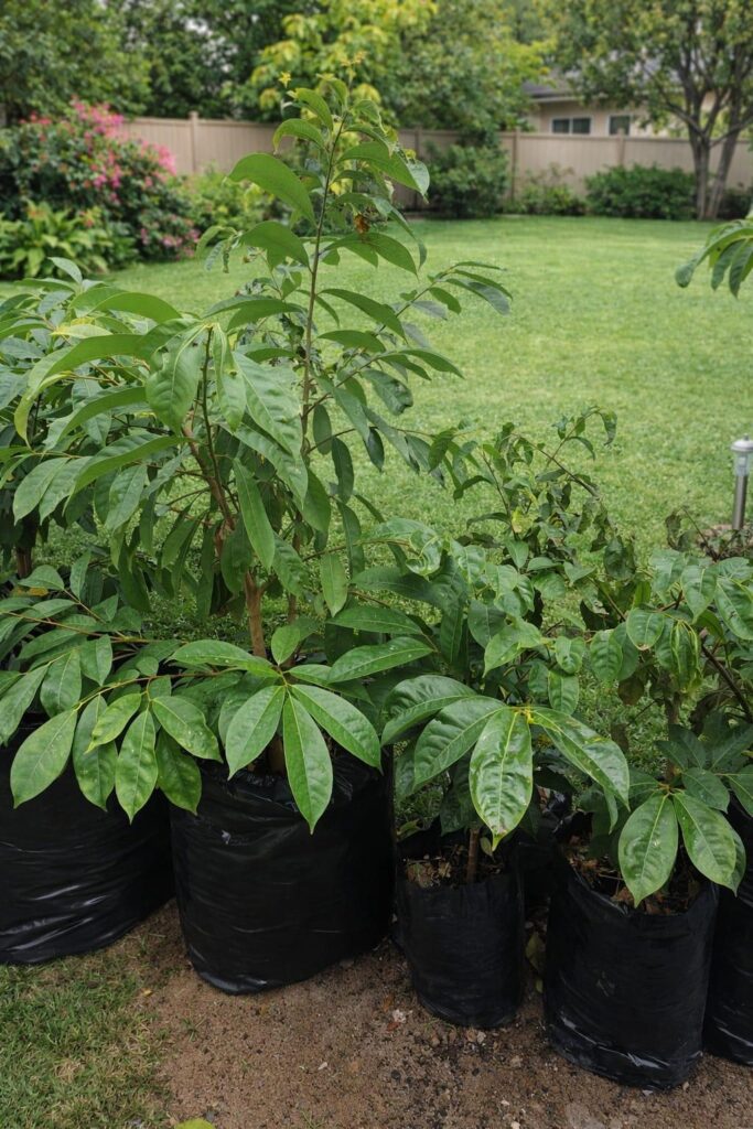 SOURSOP TREES